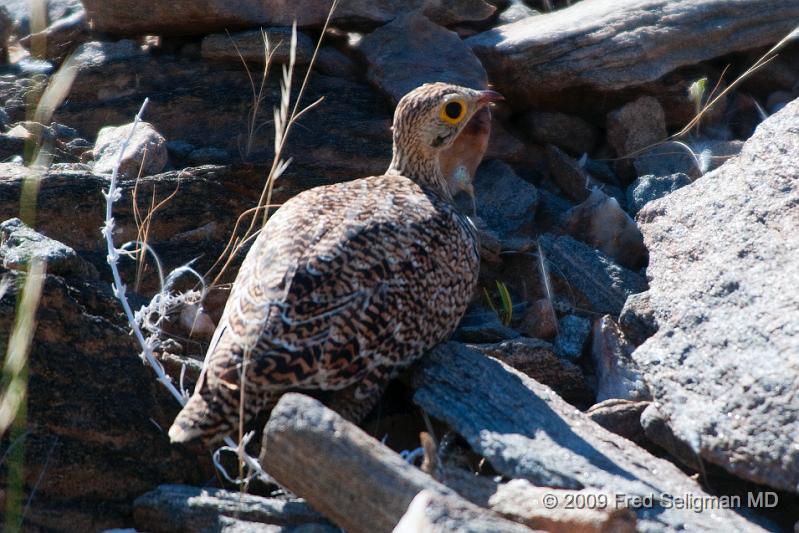 20090607_113343 D300 (1) X1.jpg - Guinea Fowl, is a bird,  native to Africa and was seen in  Kunene Region of Namibia. They have no featherso n their head